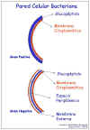 Diapositiva2.JPG (52348 bytes)