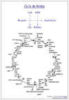 Diapositiva14.JPG (45347 bytes)