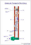 Diapositiva17.JPG (52819 bytes)