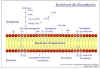 Diapositiva7.JPG (111474 bytes)