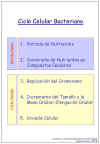 Diapositiva4.JPG (49389 bytes)
