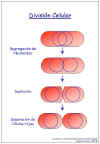 Diapositiva7.JPG (44582 bytes)