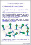 Diapositiva14.JPG (92209 bytes)