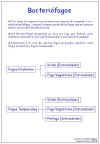 Diapositiva1.JPG (60183 bytes)