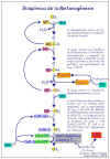 Diapositiva8.JPG (73604 bytes)