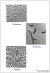 Diapositiva12.JPG (41997 bytes)