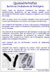 Diapositiva26.JPG (101648 bytes)