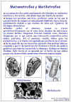 Diapositiva50.JPG (118705 bytes)