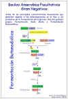 Diapositiva64.JPG (62089 bytes)