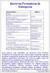 Diapositiva78.JPG (109632 bytes)