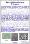 Diapositiva79.JPG (127139 bytes)