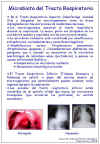 Diapositiva6.JPG (108192 bytes)