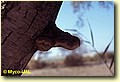 Inonotus tamaricis