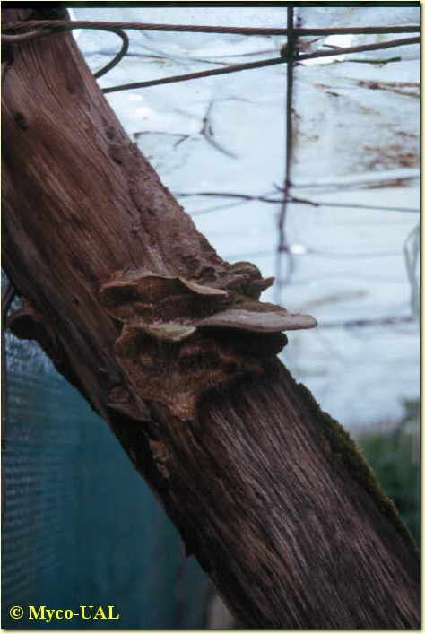 Coriolopsis gallica
