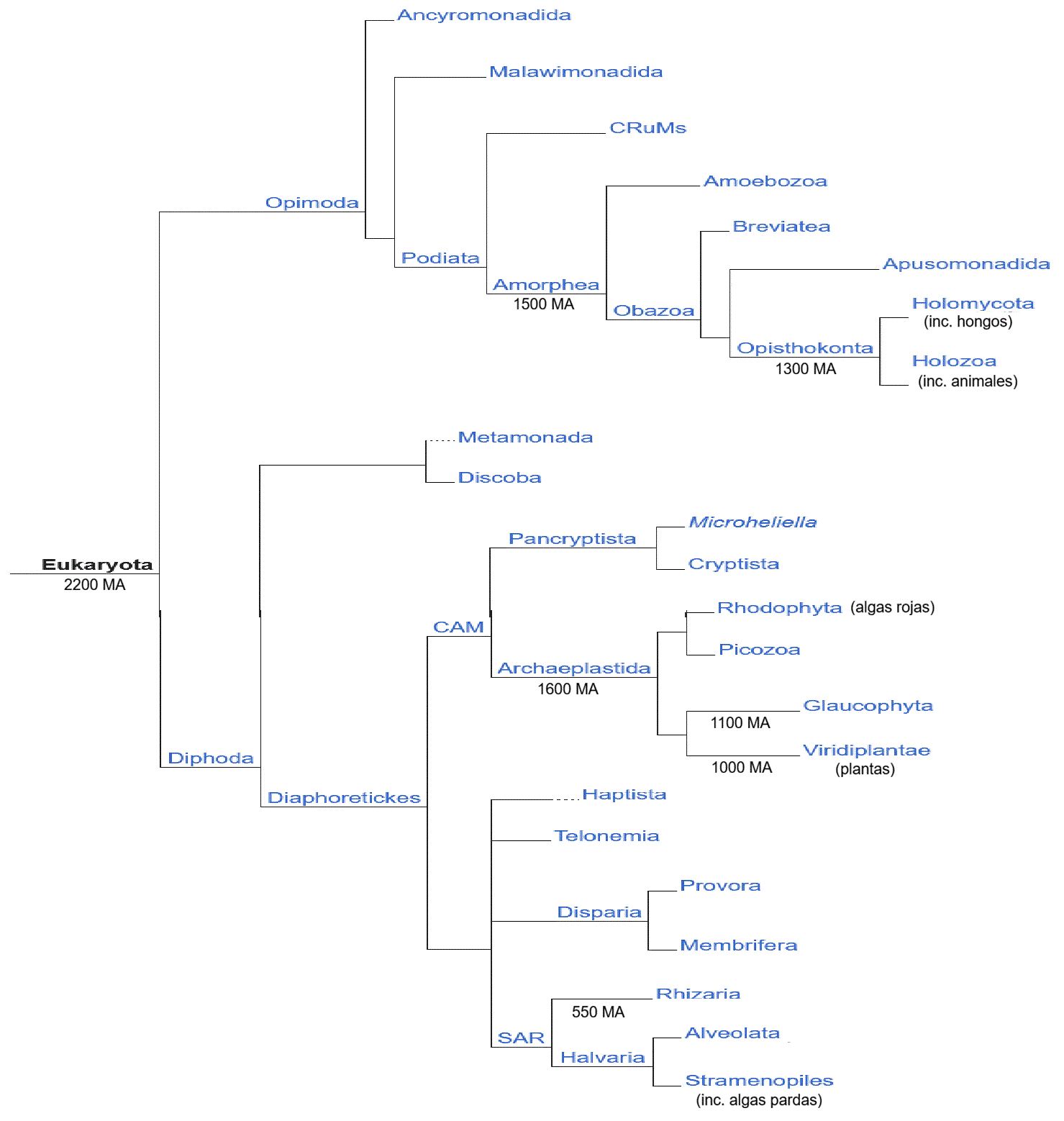 cladograma