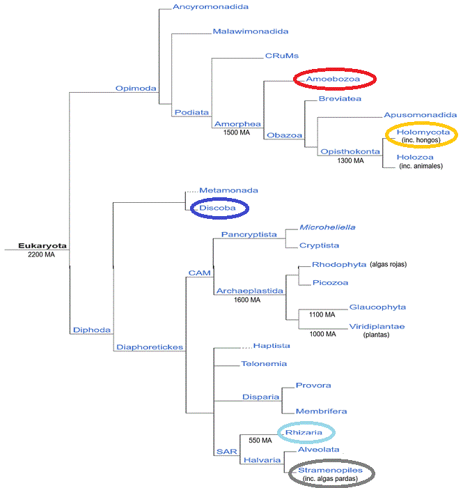cladograma