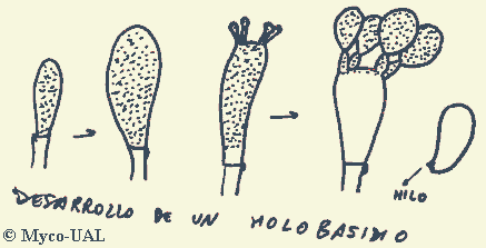 holobasidio