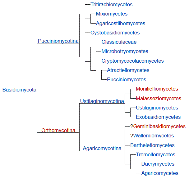 Filogenia de Ascomycota