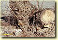 Inonotus tamaricis