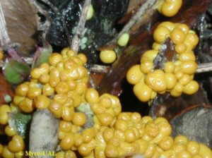 Esporangios de Leocarpus fragilis