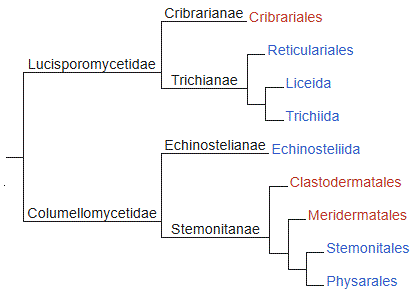 �rdenes de mixos