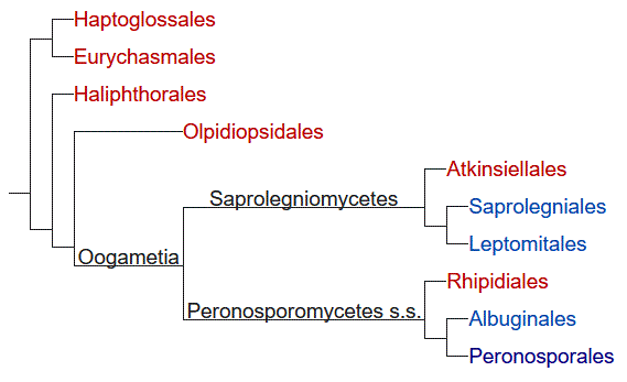 Filogenia Oomycota