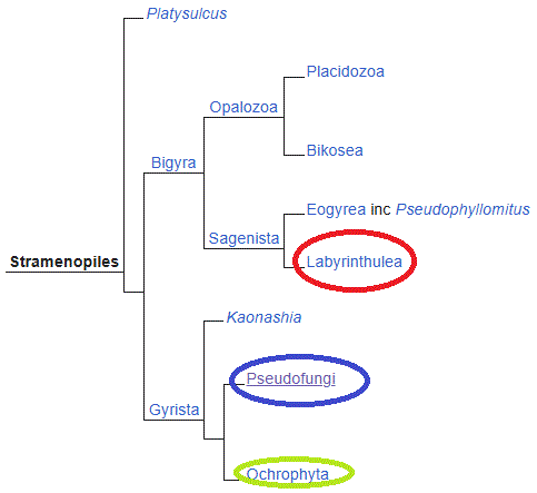 Filogenia Straminopiles