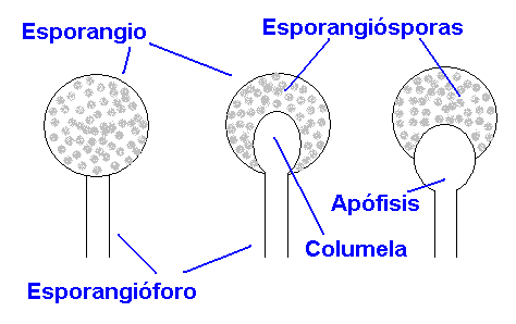 Esporangios