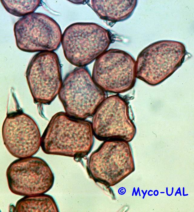 Telisporas de Uromyces