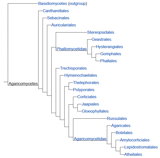 Filogenia de Agaricomycetes