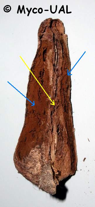 Endoptychum agaricoides