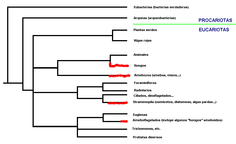 cladograma