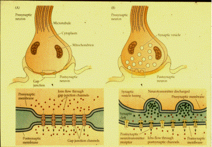 sinapsis