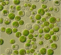Chlorella