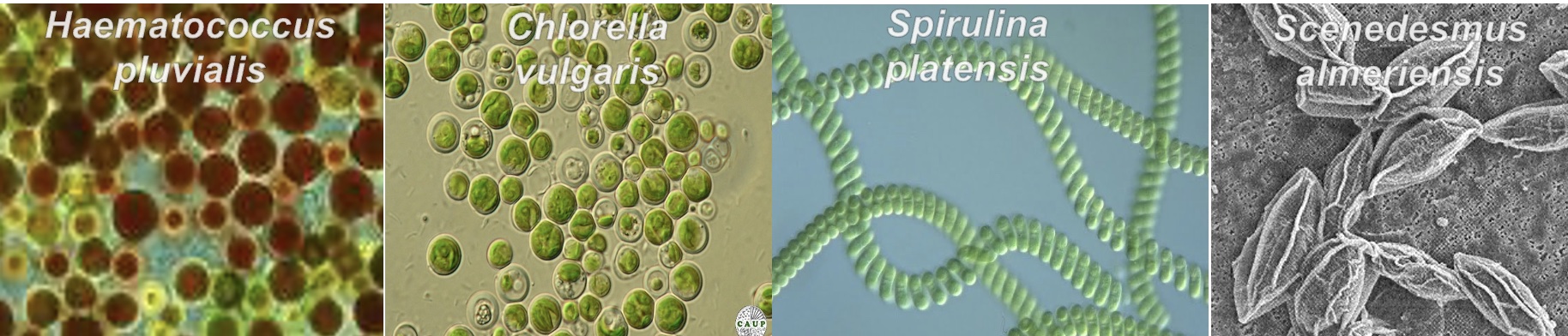 Four microalgae