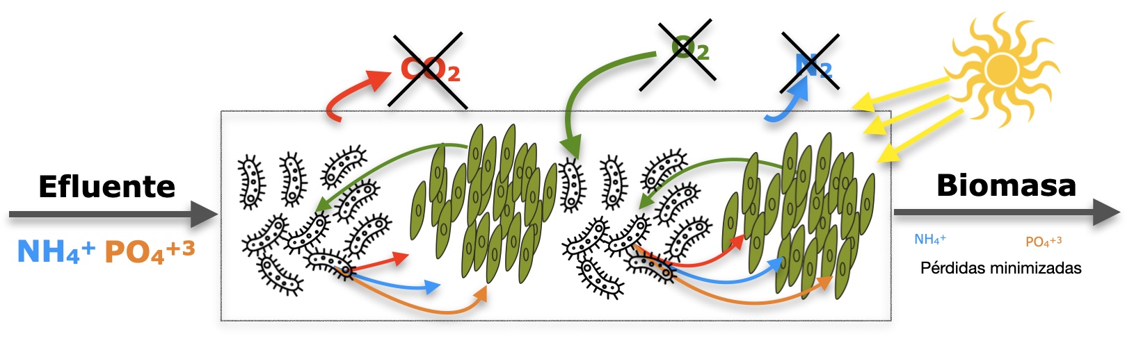 Microalgae-bacteria consortium