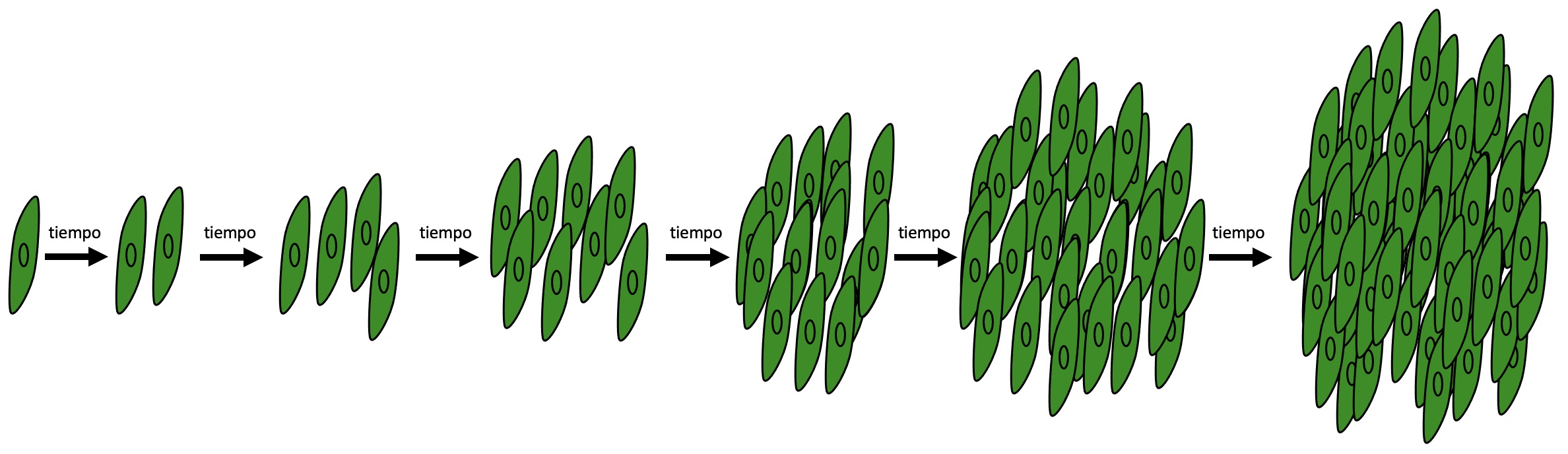 Microalgae growth