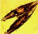 Phaeodactylum
