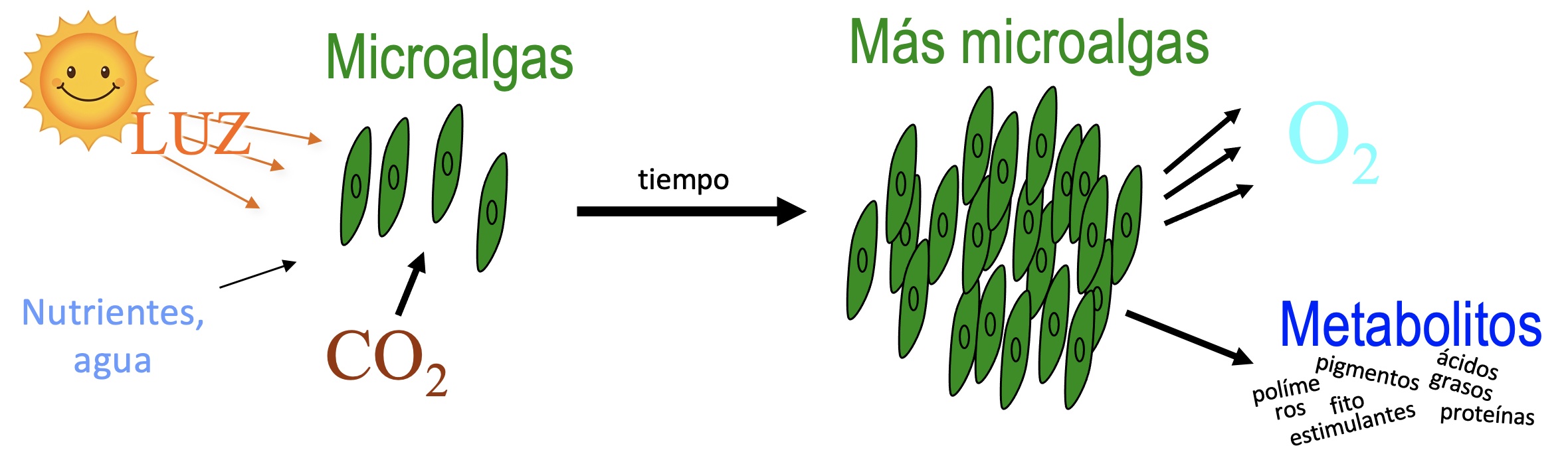 Crecimiento de microalgas