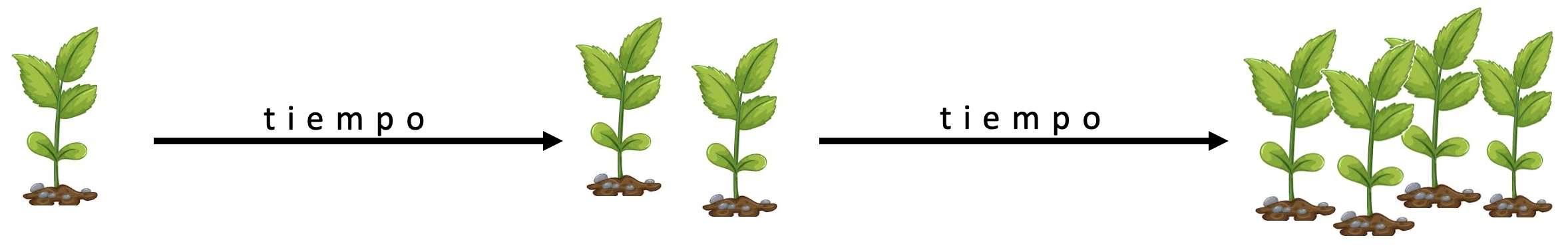 Crecimiento de microalgas