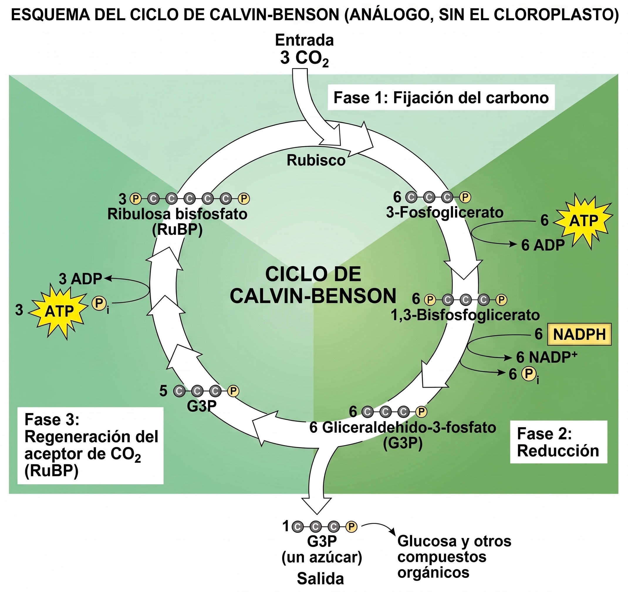 Ciclo de Calvin-Benson