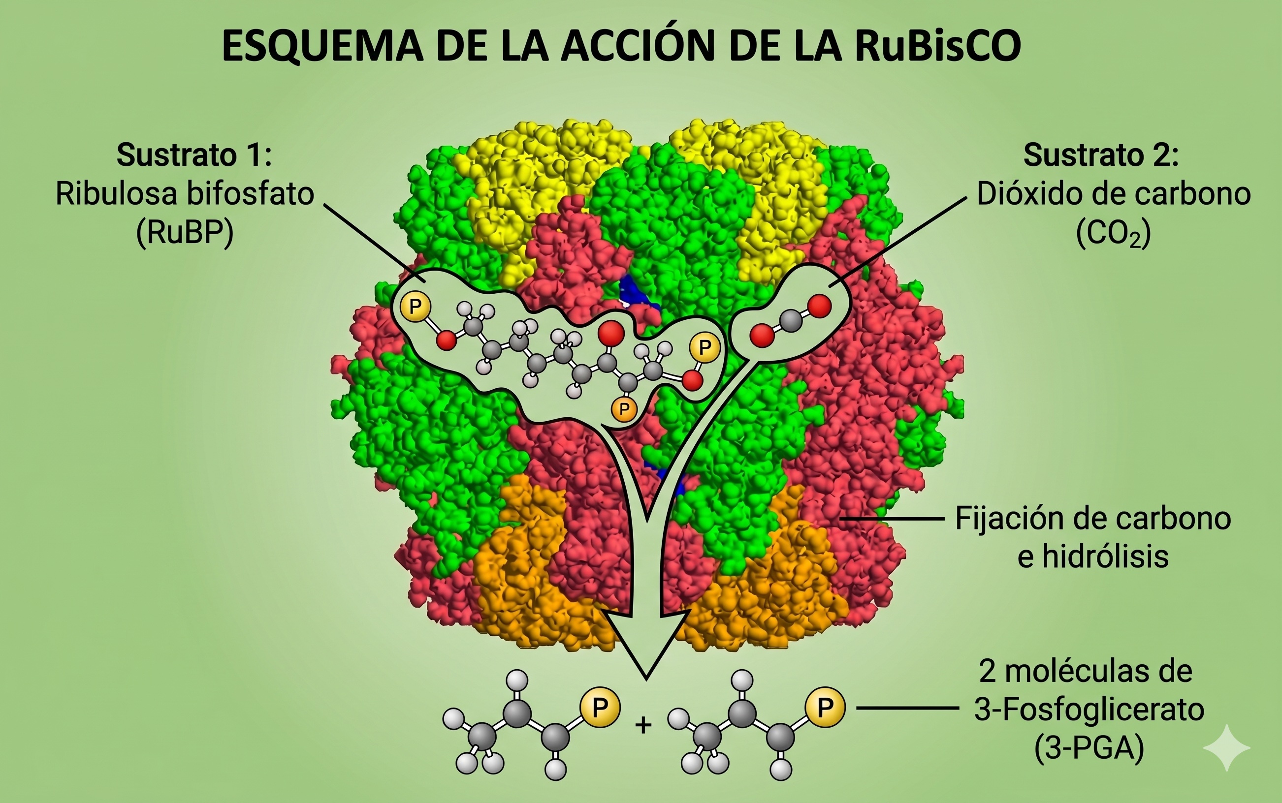Descripción