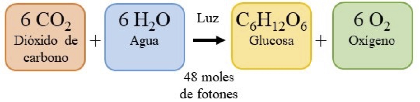 Crecimiento de microalgas