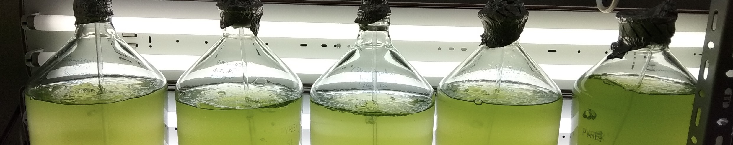 Crecimiento de microalgas