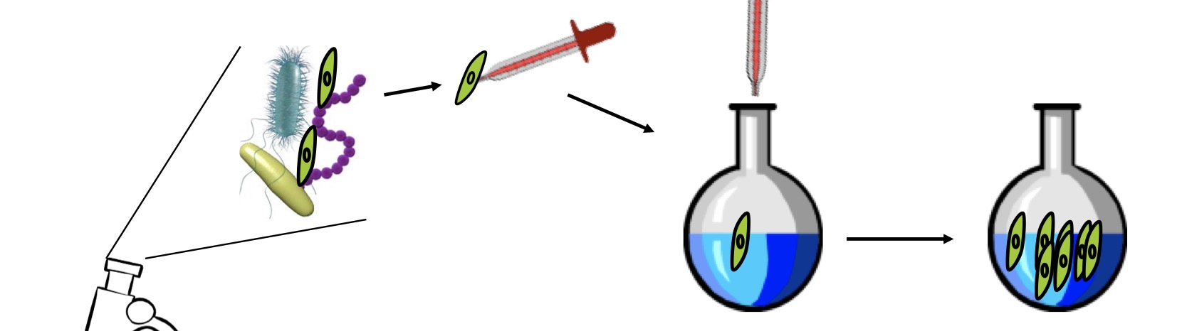 Crecimiento de microalgas