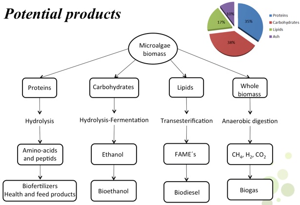 1. Microalgae And Its Metabolites